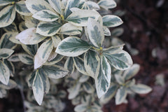 Photo of bush taken with this Nikon 35mm f2 lens