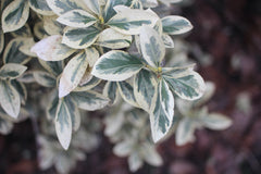 Photo of bush taken with this Nikon 35mm f2 lens